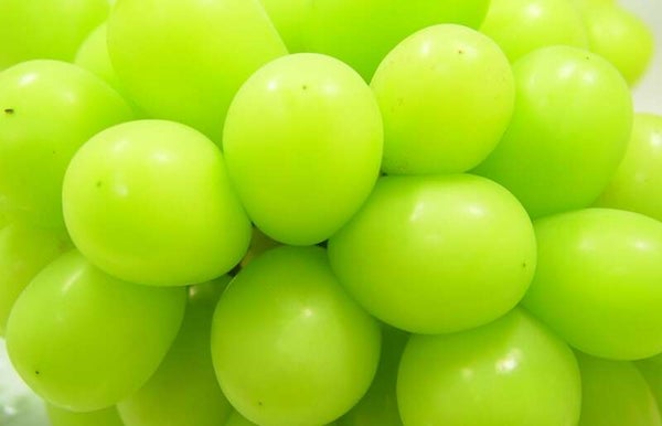 【東京都内発※町田を除く】 「シャインマスカット1籠詰め放題(約1kg)」と 紅葉ライトアップ&ふじさんデッキと甲州ぶどう狩り食べ放題1